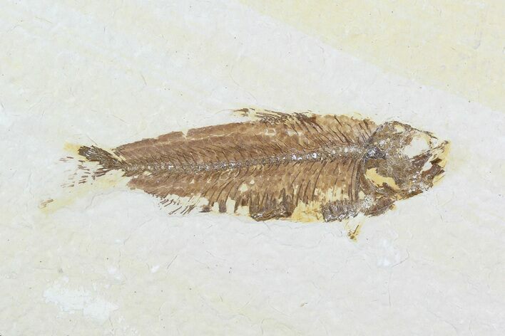 Bargain, Fossil Fish (Knightia) - Wyoming #99230